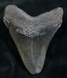 Megalodon Tooth - South Carolina #7508-1